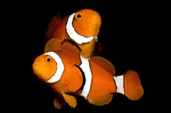 Dancing Fish. D2x 50mm Kimbe, Bay. PNG by Rand Mcmeins 